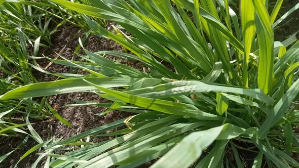 السلام عليكم 
ممكن نعرف الاوراق دى فيها نقص عناصر أو حاجه معينه علشان كده فيه كما يكون نقط ف الورق.